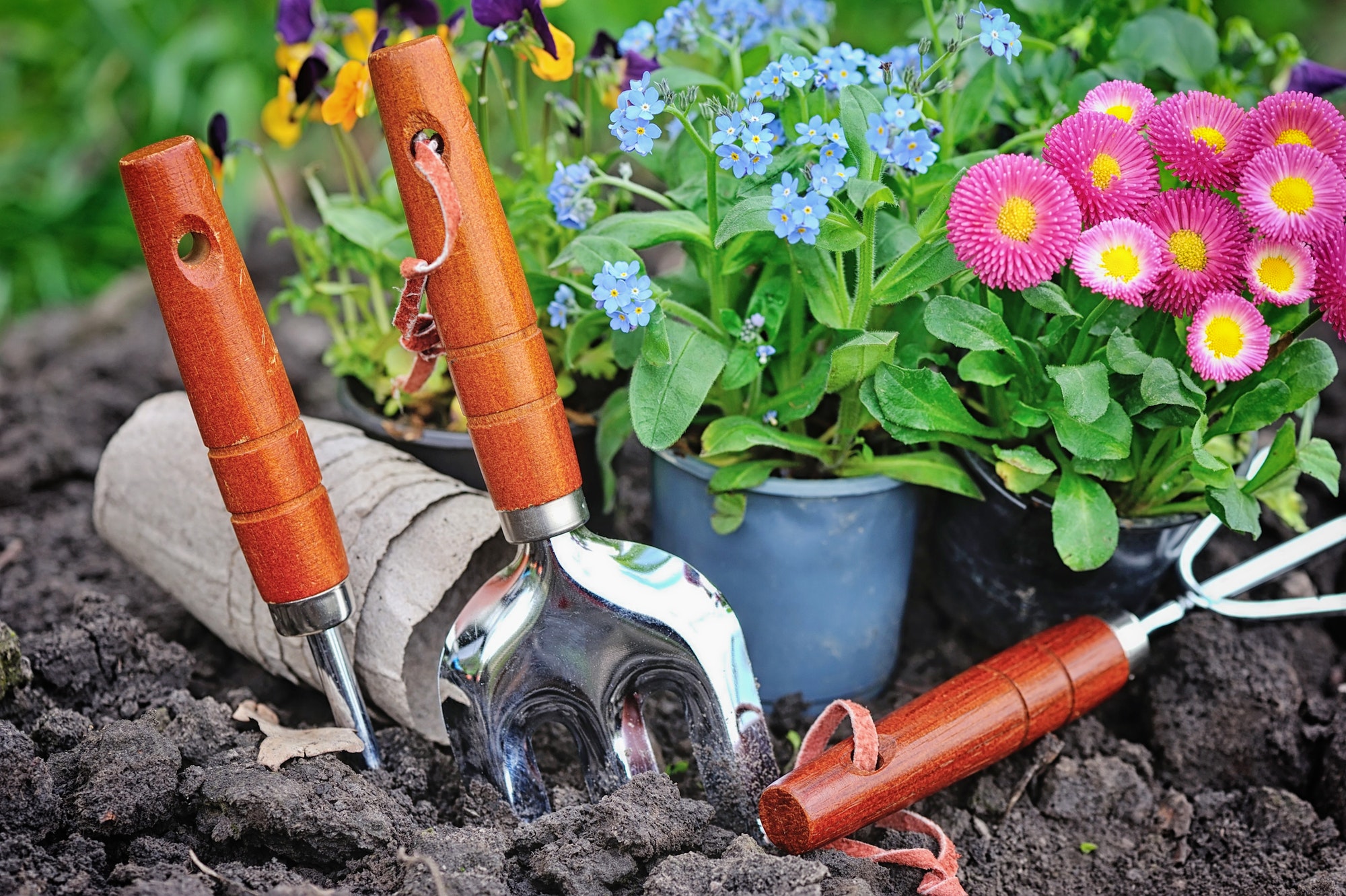 Gardening tools and spring flowers in the garden