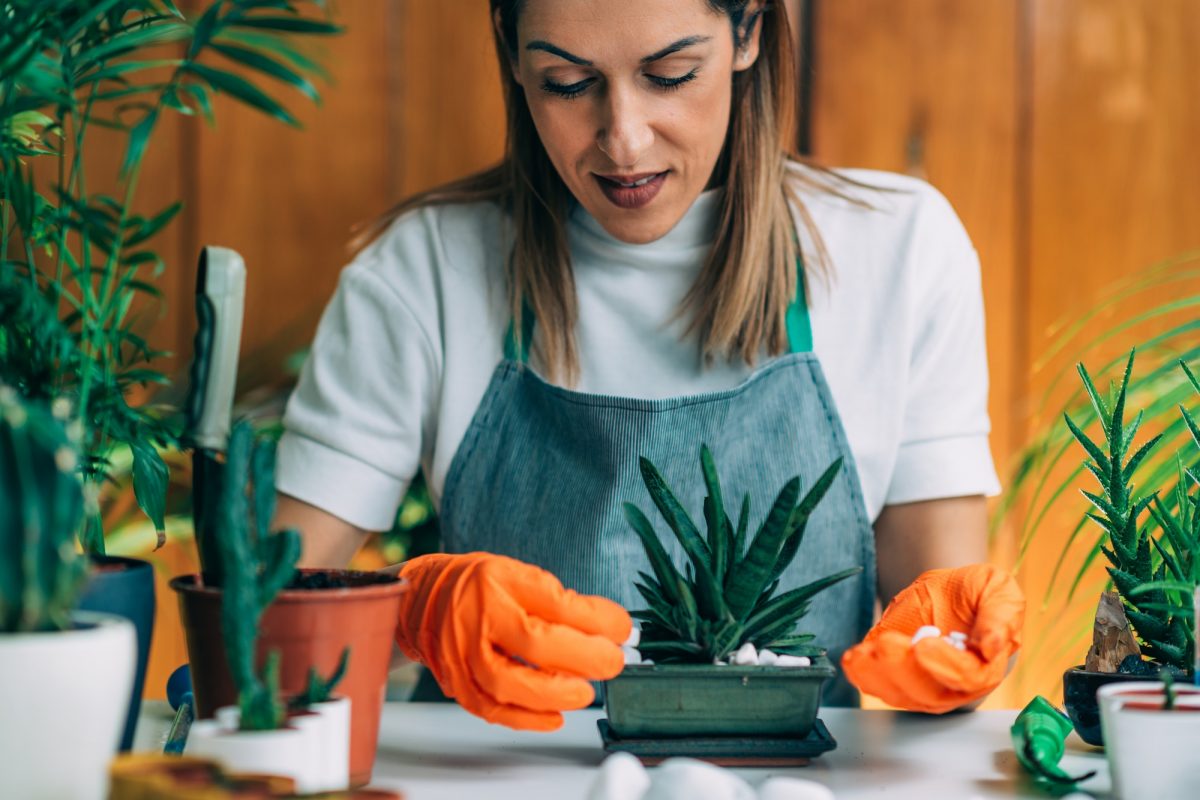 Indoor Gardening, Starting a Home Garden